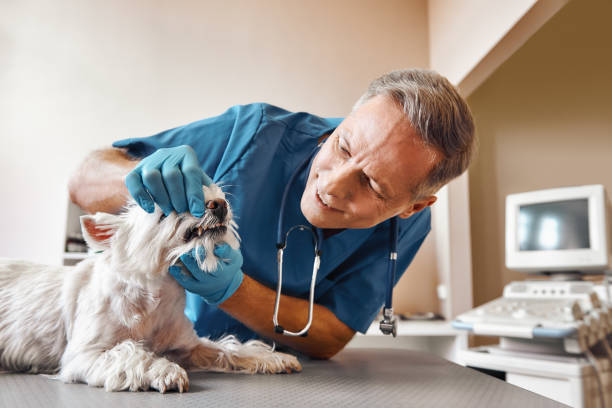 Best Emergency Root Canal Treatment in Tontitown, AR